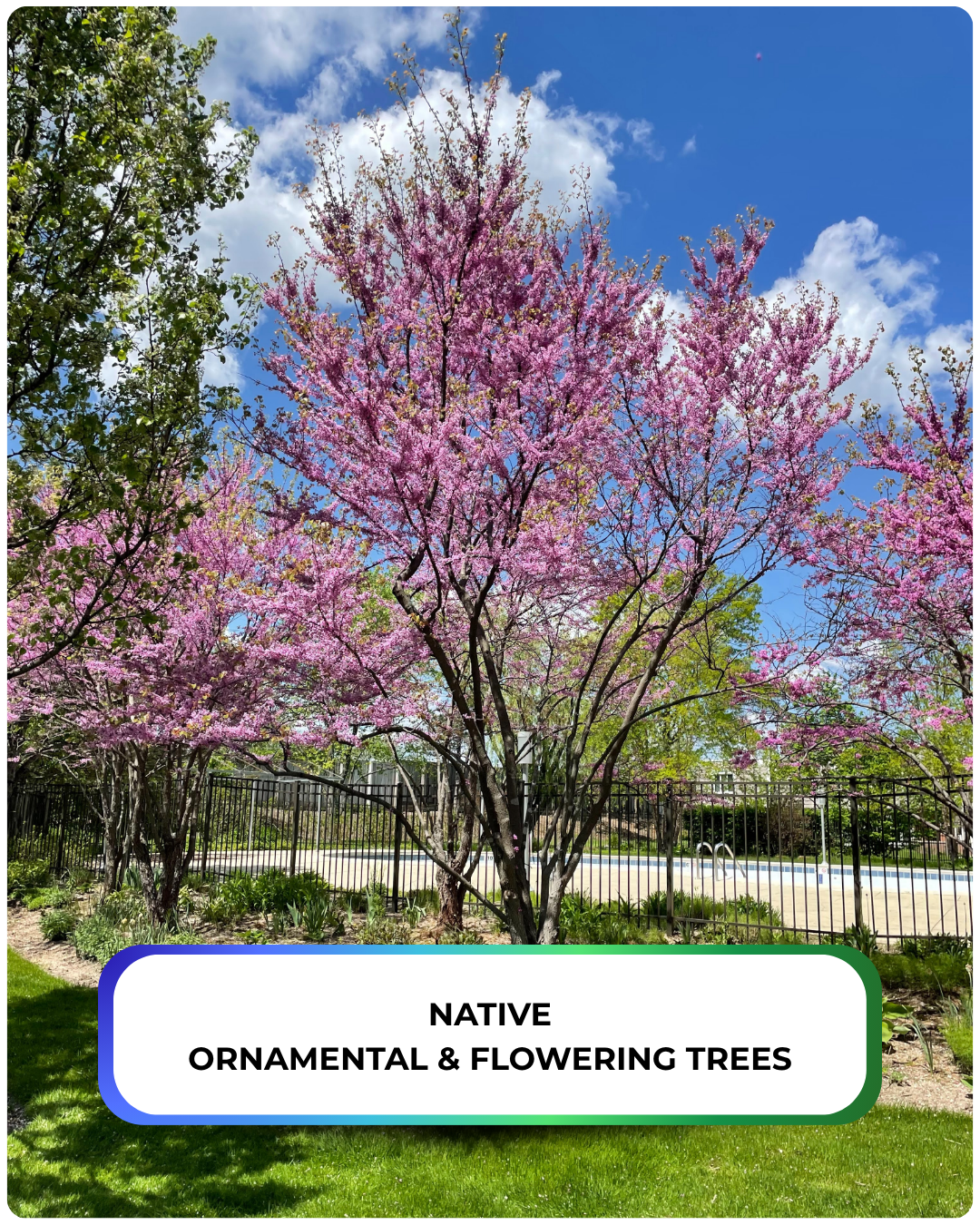 Eastern Redbud planted on the outside of a pool fence for privacy, shade, and beauty- seen in bloom with light purplish-pink flowers, and multiple trunks.